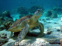 "Hawkbill Turtle enjoying to be pritty and nice"
Barracu... by Juerg Ziegler 